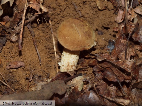 Hemileccinum impolitum