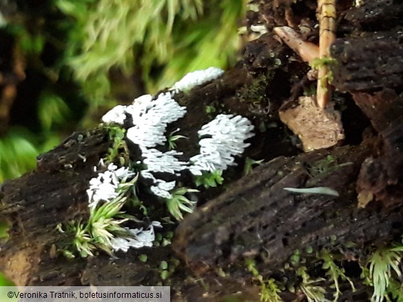 Ceratiomyxa fruticulosa