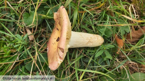 Russula faginea