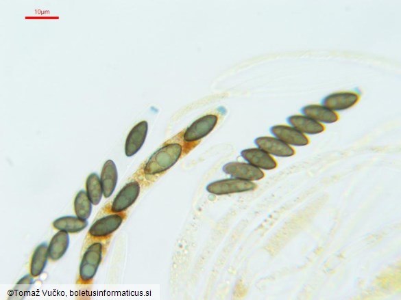 Hypomontagnella submonticulosa