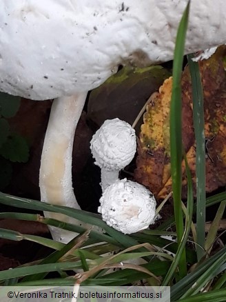 Leucocoprinus cretaceus