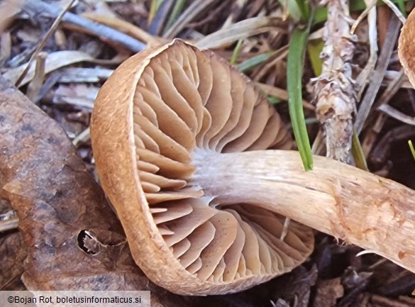 Cortinarius subobtusobrunneus