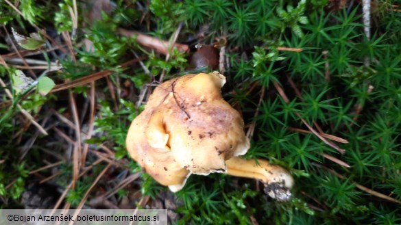 Cantharellus amethysteus