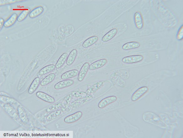 Lentomitella crinigera