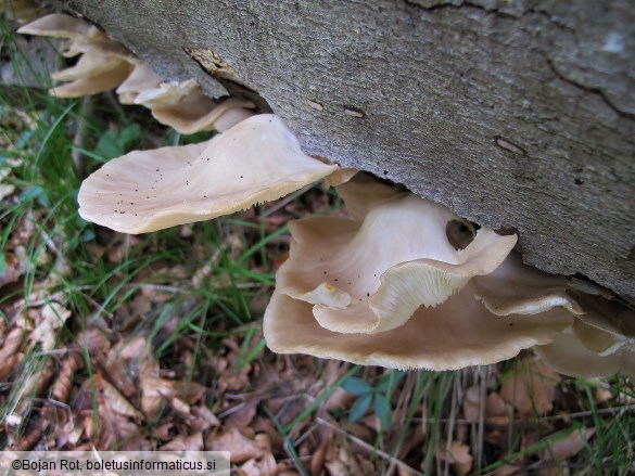 Pleurotus pulmonarius