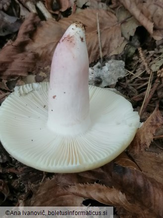 Russula violeipes