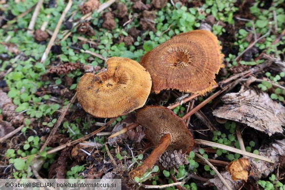 Coltricia perennis