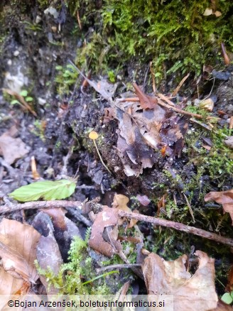 Mycena acicula