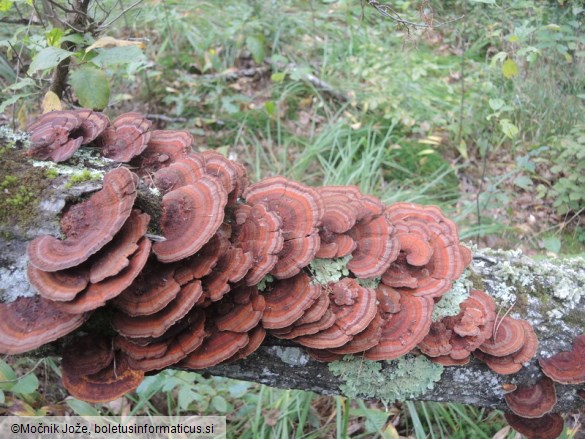 Daedaleopsis tricolor