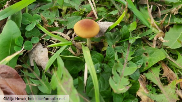 Conocybe arrhenii