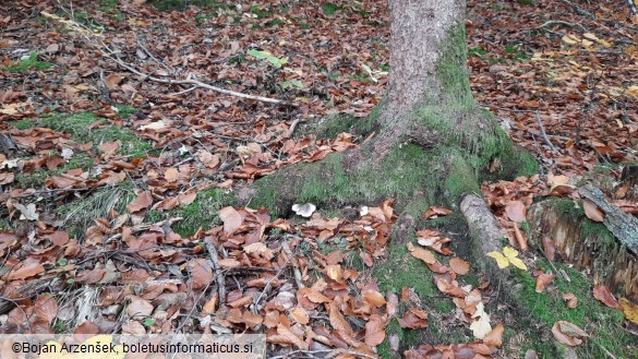 Tricholoma saponaceum