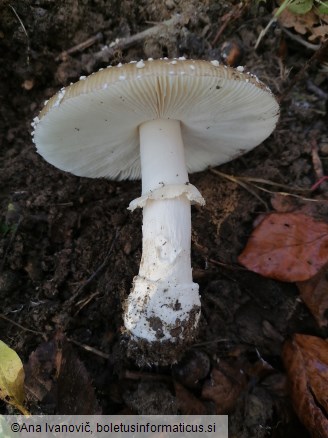 Amanita pantherina