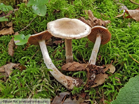 Cortinarius lucorum