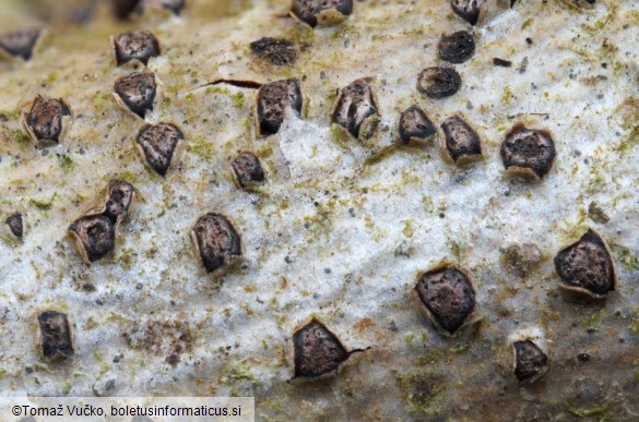 Melogramma campylosporum