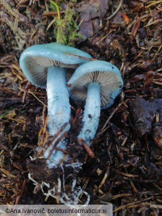 Stropharia caerulea