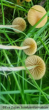 Galerina clavata