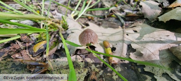 Psathyrella orbitarum