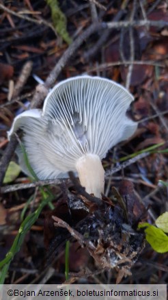 Clitocybe odora