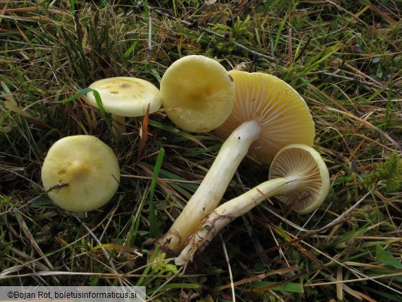 Hygrophorus lucorum