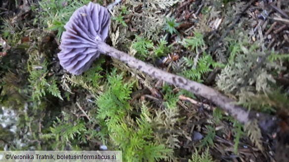 Laccaria amethystina