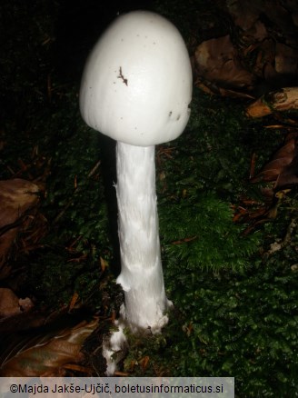 Amanita virosa