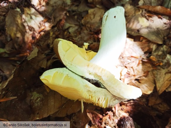 Russula olivacea