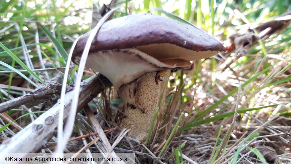 Suillus luteus