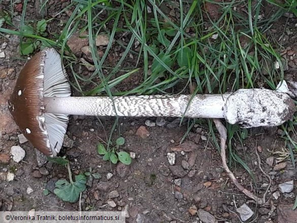 Amanita subalpina