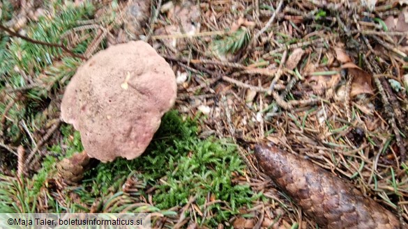 Rubroboletus rubrosanguineus