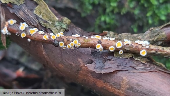 Capitotricha bicolor