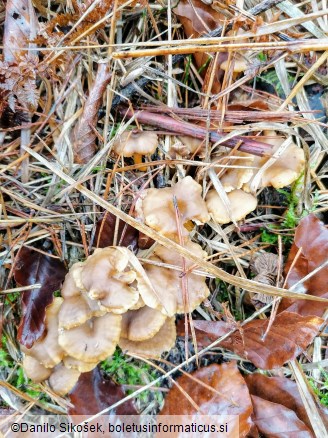 Cantharellus tubaeformis