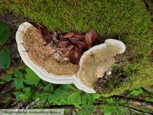 Trametes gibbosa