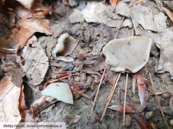 Paragalactinia succosa