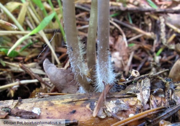 Mycena leptocephala