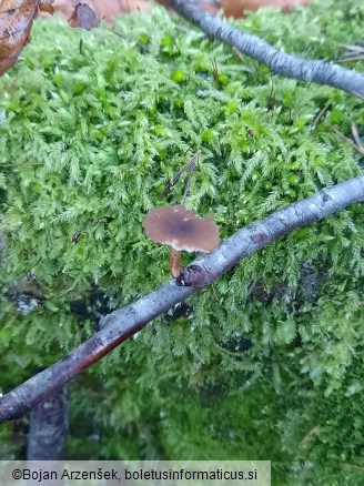 Lentinus brumalis