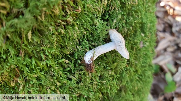 Tricholoma scalpturatum