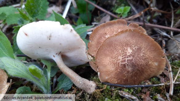 Polyporus ciliatus