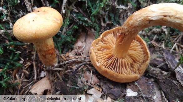 Cortinarius limonius