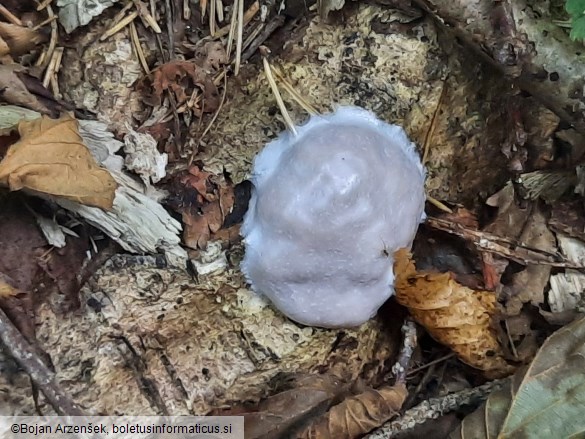 Reticularia lycoperdon