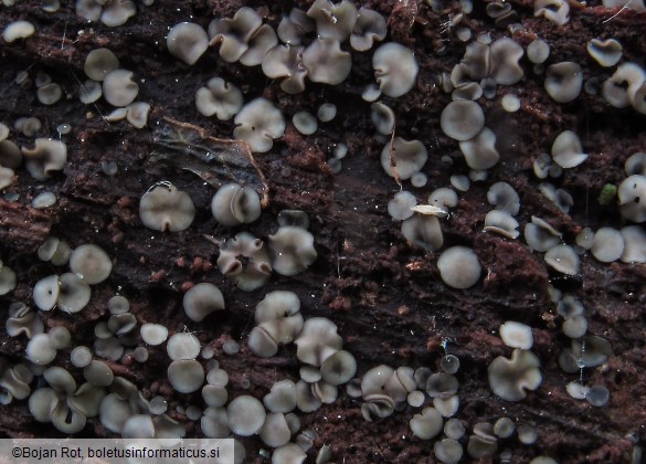 Mollisia melaleuca