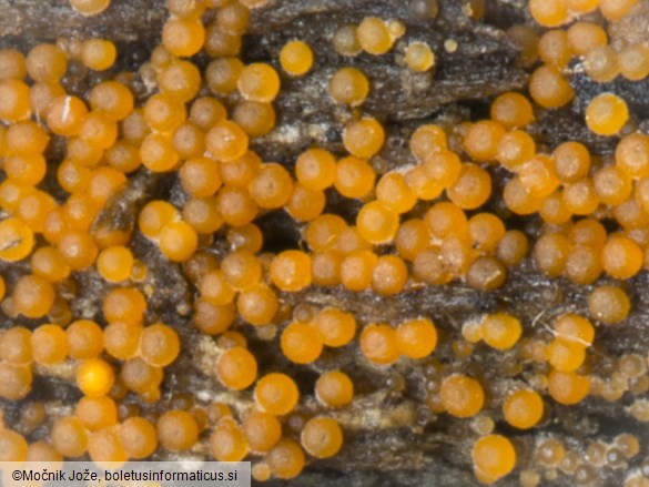 Nectria peziza