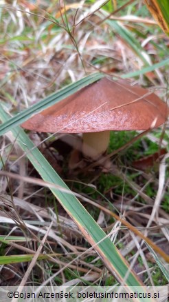 Suillus luteus