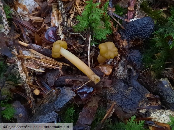Leotia lubrica