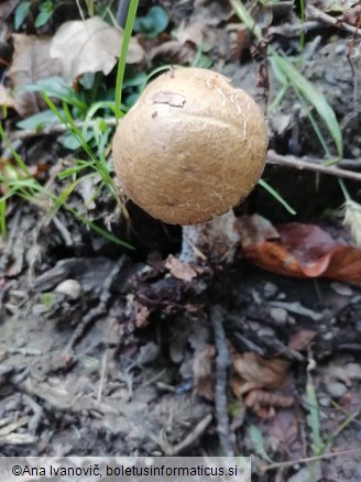 Leccinum scabrum