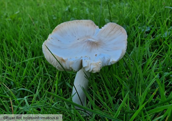 Pseudoporpoloma pes-caprae