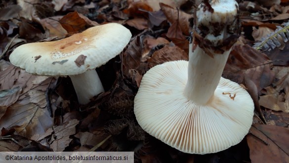 Russula fellea