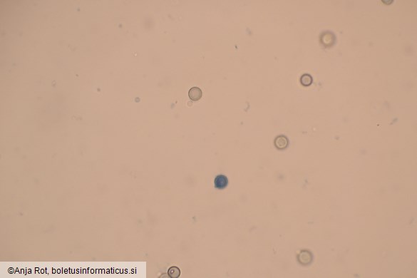 Apioperdon pyriforme