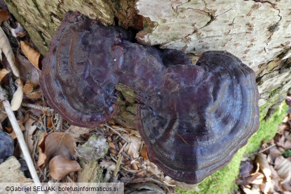 Ganoderma carnosum