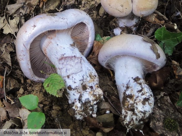 Cortinarius lividoviolaceus