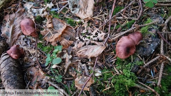 Hygrophorus capreolarius